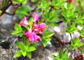19. Rododendron, Višnja je oduševljena